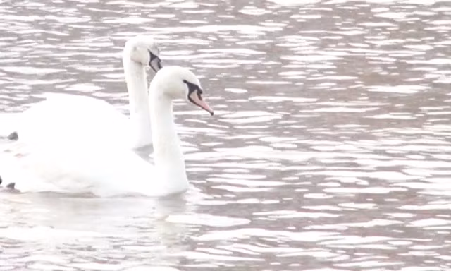 Hải Phòng thả thêm hàng chục thiên nga xuống sông Tam Bạc