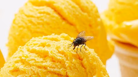 Ra mắt loại kem béo ngậy làm từ côn trùng