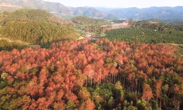 Cận cảnh hơn 3.000 cây thông 17 năm tuổi bị đầu độc tại Lâm Đồng