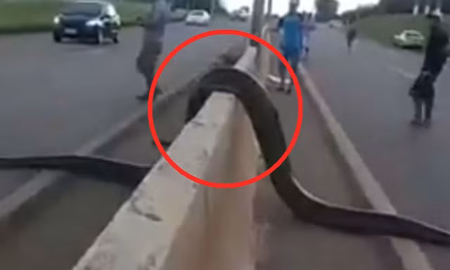 Clip: Trăn khổng lồ Nam Mỹ leo dải phân cách, trườn qua đường