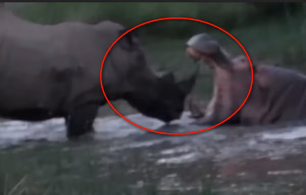 VIDEO: Tê giác đại chiến hà mã giữa đầm nước