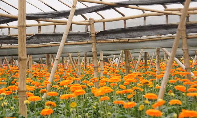 'Thủ phủ' hoa đồng tiền lớn bậc nhất Hà Nội vào Tết