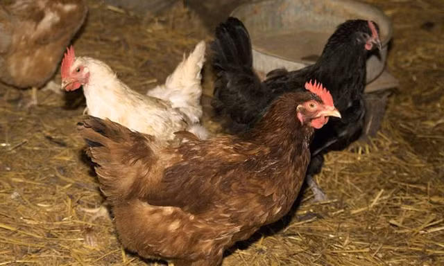 Trung Quốc đã tìm ra chủng virus cúm gà H7N7 nhưng chưa chia sẻ với các nhà khoa học Mỹ.