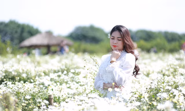 Nghìn người chen chân chụp ảnh cúc họa mi, dịch vụ 'ăn theo' hốt bạc