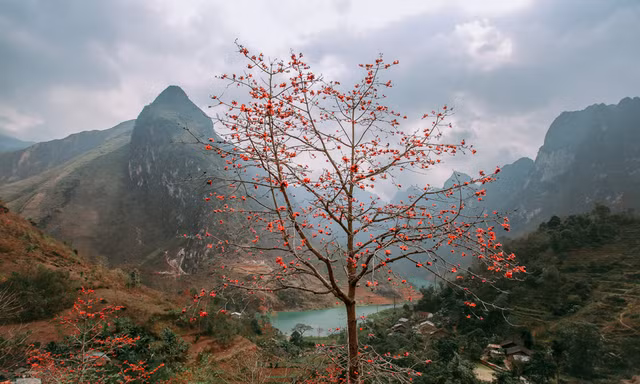 Ngẩn ngơ mùa hoa gạo vùng cao nguyên đá Hà Giang