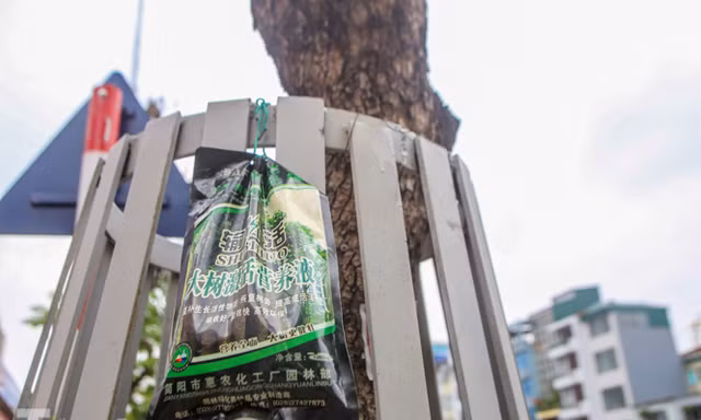 Được 'cấp cứu' liên tục, hàng sưa đỏ phố Nguyễn Văn Huyên vẫn héo úa