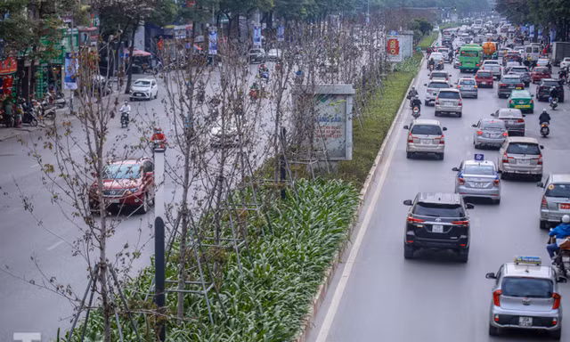 Gần 3 năm chăm sóc, hàng cây phong nứt toác, trụi lá