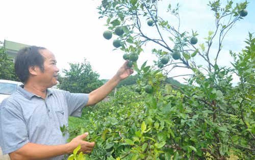 'Phù thủy' nông dân xem hướng để... trồng cam