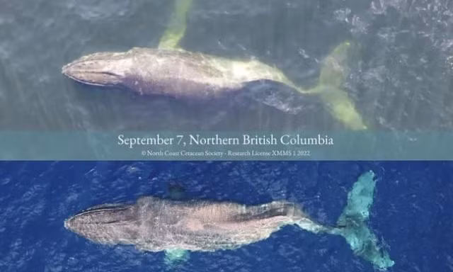Hình ảnh chú cá voi Moon được chụp ở British Columbia ngày 7/9 (trên) và ở Hawaii ngày 1/12