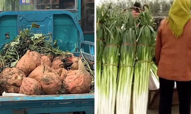 Hình ảnh những củ khoai lang to hơn đầu người và cây hành cao ngang người trong video được chia sẻ gần đây