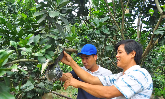 Trái cây độc, lạ rục rịch chờ tết