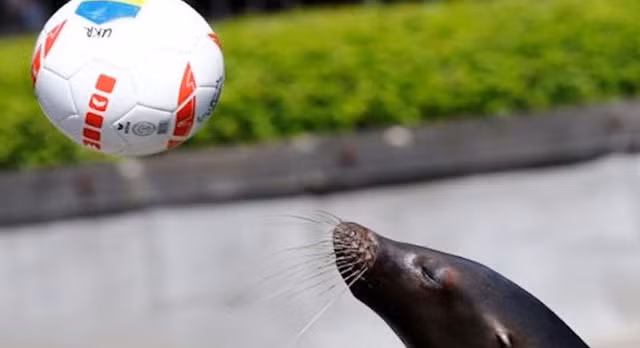 Chú sư tử biển Watson vẫn đang giữ được phong độ từ World Cup 2014.