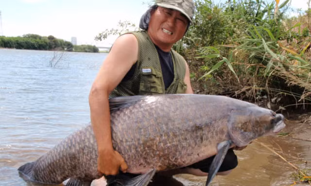 Câu được cá trắm đen khổng lồ. Ảnh minh họa.