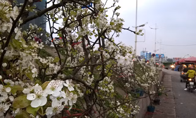 Lê rừng bạc triệu nở trắng chợ hoa Hà Nội