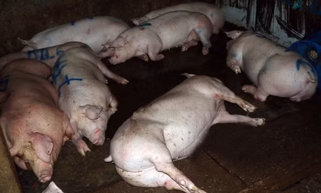 Công nghệ tăng trọng khiến heo không thể đứng trước khi giết mổ