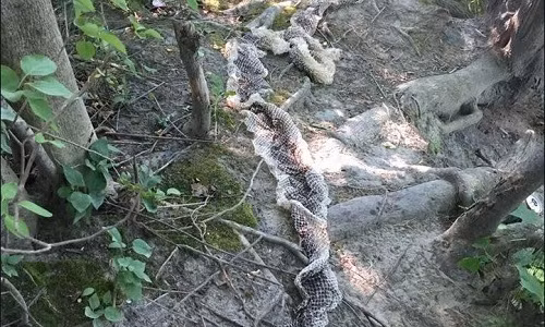 Một người dân phát hiện bộ da trăn lột trong công viên Riverbank. Ảnh: Facebook.