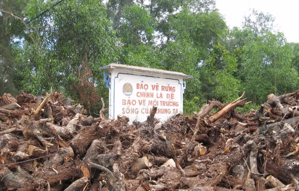 Trắng rừng vì… titan