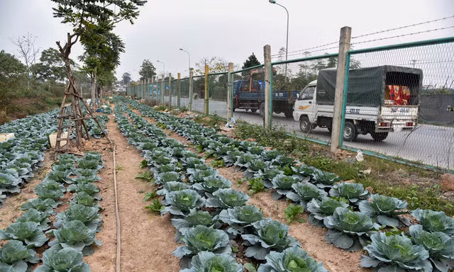 Phá rào đường cao tốc để trồng rau, chăn bò