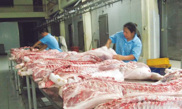 Xẻ thịt lợn tại lò mổ đạt chuẩn của Cty TNHH Minh Hiền. Ảnh: Phạm Anh