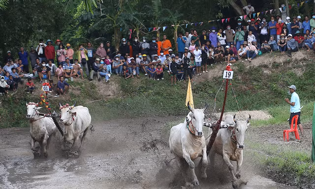 Đôi bò vô địch hội đua chùa Rô: Bò được ăn trứng, uống nước dừa tươi