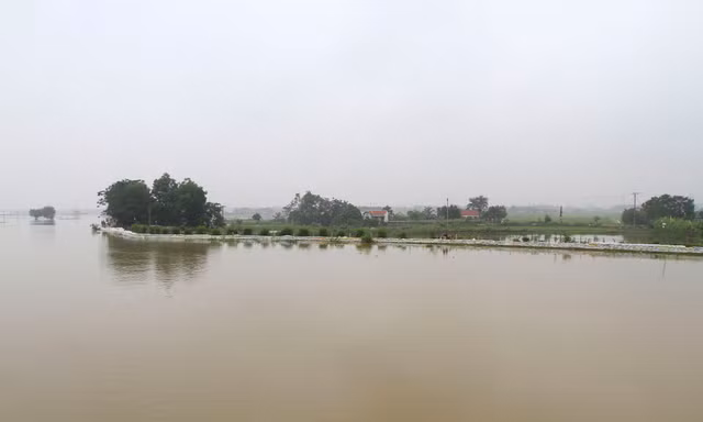 Nếu mưa lớn và nước trên thượng nguồn đổ về nhiều, đê tả Bùi sẽ gặp nhiều nguy hiểm. Ảnh: Trường Phong