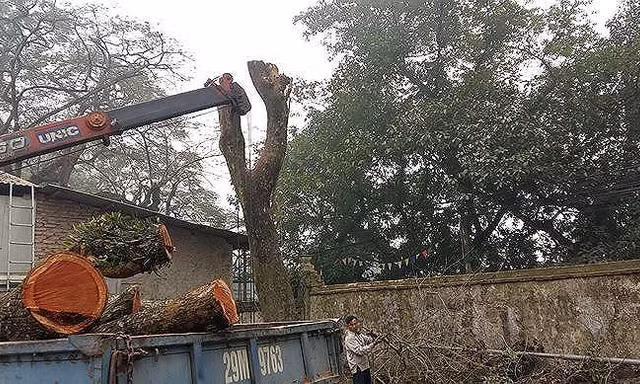 Khách hàng muốn đấu giá lô gỗ sưa ở Hà Nội phải đặt cọc gần 10 tỷ