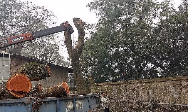 Sắp mở lại phiên đấu giá lô gỗ sưa 'trăm tỷ' ở Hà Nội