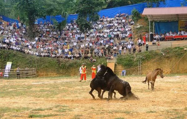 Cận cảnh hai chú ngựa tung đá hậu... 'đánh ghen'