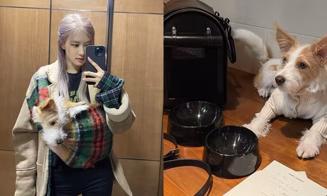 Netizen muốn xỉu khi nhìn vào kho đồ hiệu của chó cưng nhà Rosé: Giàu vậy ai chơi lại