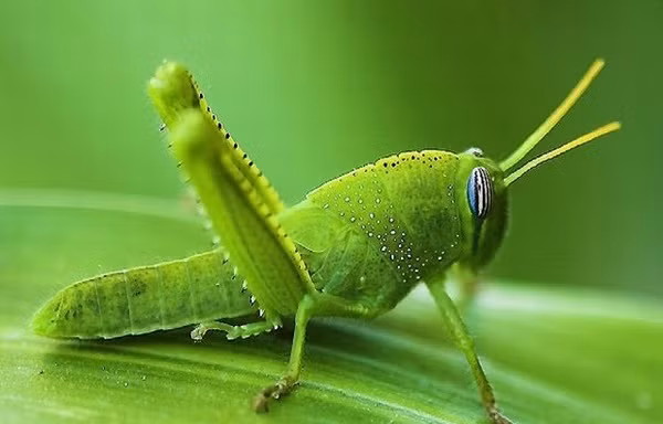 Châu chấu có thể đánh hơi được bom?