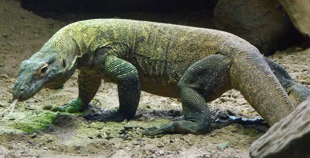 1001 thắc mắc: Vì sao rồng Komodo cái 'đoản mệnh' hơn con đực?