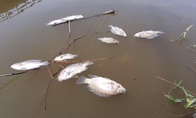 Cá chết nổi trắng sông Bàn Thạch ở Quảng Nam vì nhiễm mặn