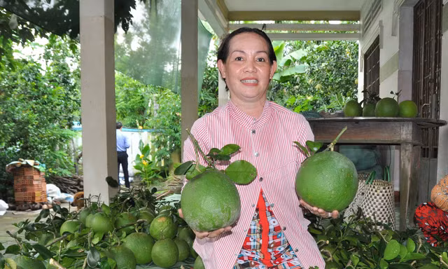 Bưởi ở Bến Tre được trồng với quy chuẩn, vùng quy quy hoạch riêng để xuất khẩu. Ảnh: Hòa Hội