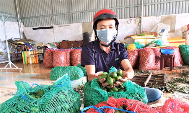 Một đại lý ở Đắk Lắk thu mua hàng trăm tấn cau tươi mỗi năm