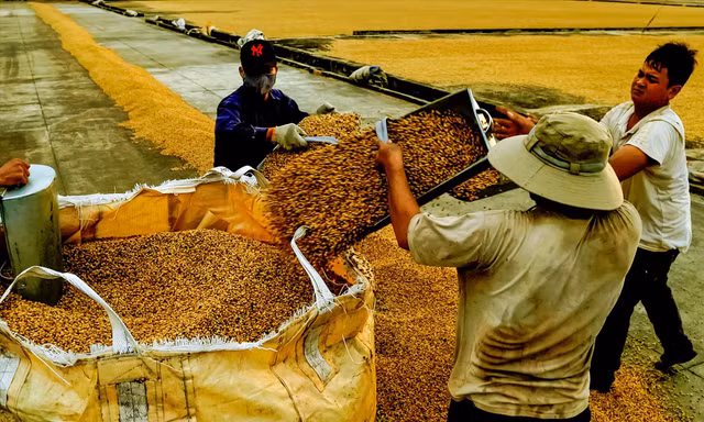 Nông dân trồng cà phê đang bị ảnh hưởng bởi vấn nạn sản xuất cà phê 