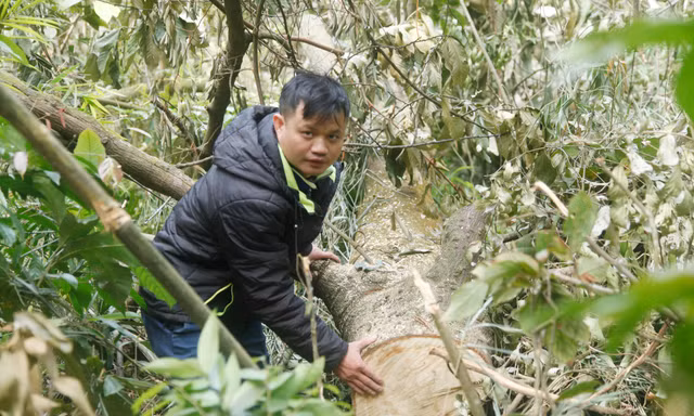 Phóng viên thường trú báo Tiền Phong tại Bắc Giang tác nghiệp điều tra chặt phá rừng Tây Yên Tử (huyện Sơn Động, tỉnh Bắc Giang)