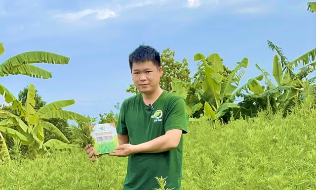 Mô hình khởi nghiệp từ cây ngải cứu giúp anh Kỹ thu về hàng tỷ đồng mỗi năm