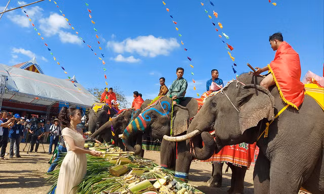 Du khách thích thú xem tiệc buffet cho voi tại Hội voi Buôn Đôn năm 2025. Ảnh: Tuấn Nguyễn