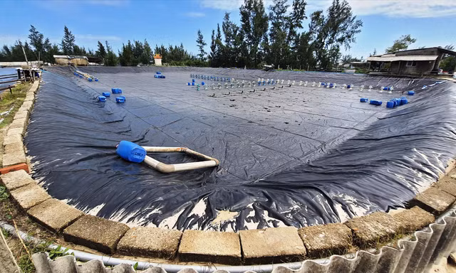Có đến 60% ao hồ tại xã Phong Hải bị thiệt hại do tôm mắc bệnh, ao nuôi phải tạm “treo”
