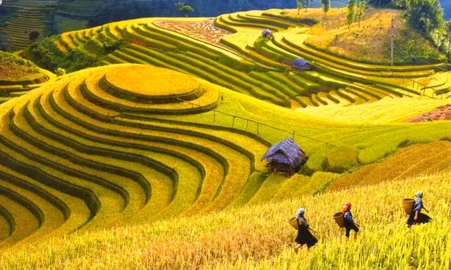 Mùa lúa chín rộ đẹp "xỉu dọc xỉu ngang", đã đến lúc xách ba-lô đi Tây Bắc săn ảnh xịn mịn!