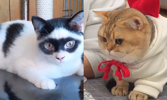 Những người bạn bốn chân “bỏ bùa” dân mạng: Chú mèo đeo mặt nạ như người hùng Zorro!