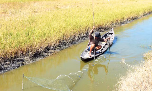 Mô hình sinh kế tôm-lúa quản lý cộng đồng thích ứng biến đổi khí hậu ở Kiên Giang 