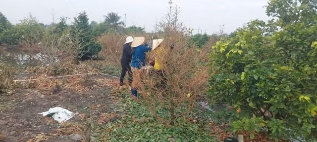 Nhà vườn trồng mai Tết ở TPHCM lo sốt vó vì 'cơn mưa bất chợt'