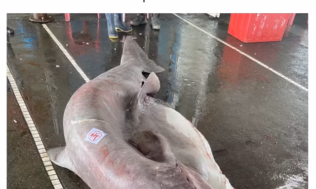 Bắt được cá mập yêu tinh 'khủng' đang mang thai 6 con