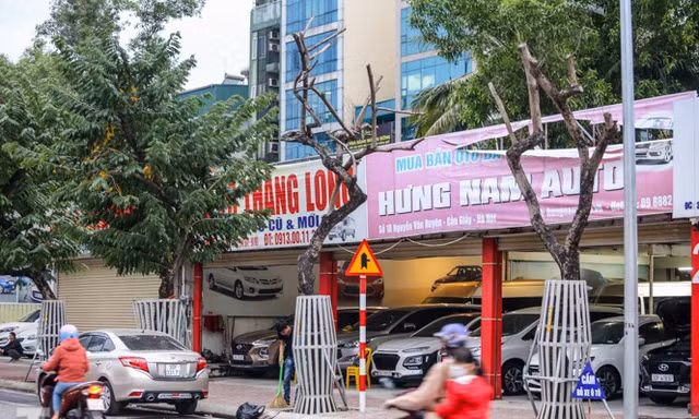 Số phận 7 cây sưa ‘bạc tỷ’ chết khô trên đường Nguyễn Văn Huyên ra sao?