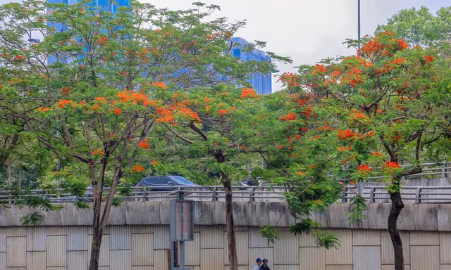 Chớm hè, hoa phượng rạo rực khắp phố phường Hà Nội