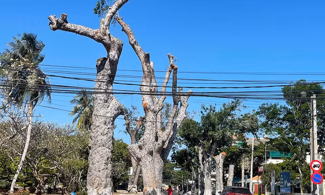 một cây xanh đang chuẩn bị cưa hạ trong dự án làm đường