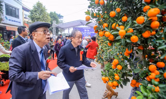 Ngắm những 'cực phẩm' quất cảnh Tứ Liên đọ sắc