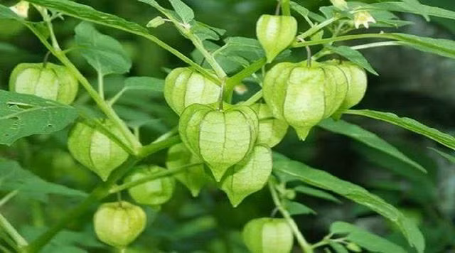 Ở Việt Nam, quả tầm bóp còn được gọi là quả: lồng đèn, lù đù, thù lù hay đồm độp… Quả có hình tròn nhỏ như quả cà, bên ngoài được bao bọc một lớp bọc mỏng, giống hình lồng đèn.
