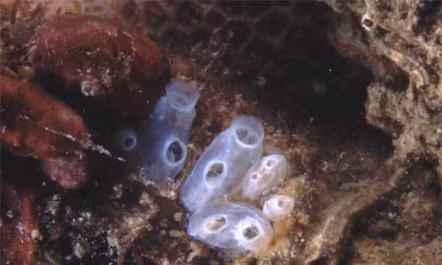 Tunicate là những sinh vật trong suốt như sứa.